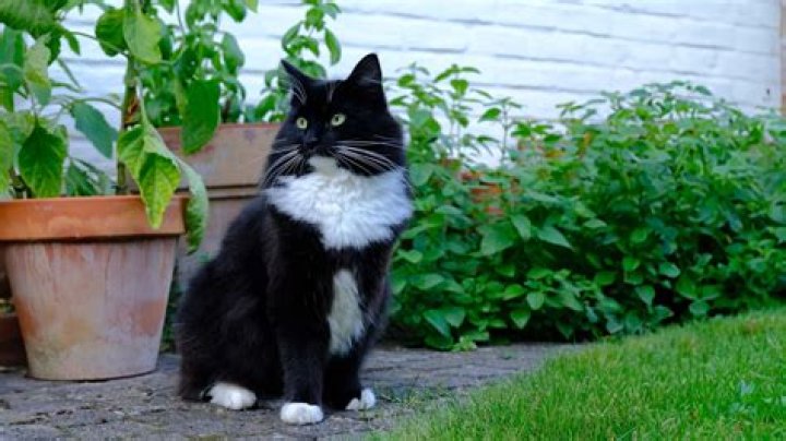 Unveiling The Enigmatic Ragdoll Tuxedo Cat: A Journey Of Discovery